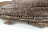 Hadrosaur (Edmontosaurus) Maxilla With Teeth - Montana #211226-12